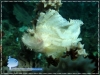 White Leaf Scorpion Fish