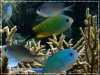Damselfish