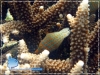 Bird Wrasse