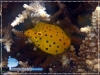 Yellow Boxfish