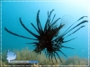 Lionfish