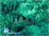 Soap Fish
