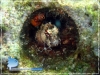 Reef Blenny