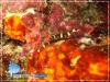 Red Banded PipeFish
