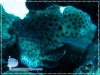Mouse Grouper