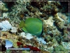 Chaetodon citrinellus