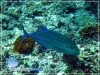 Bluefin Trevally