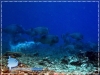 Bumphead Parrotfish