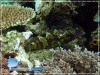 Reef Grouper