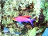 Purple Anthias