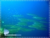 Barracudas