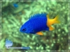 Blue-yellow Damselfish