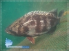 Tripletail (Lobotes surinamensis)