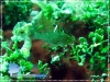 Green Fish