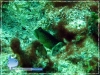 Shrimp and Goby
