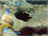 Dischistodus chrysopoecilus