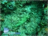 Grouper
