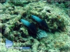 Dartfish