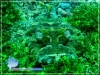 Crocodile Fish