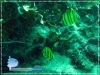 Eight-banded Butterfly Fish