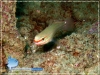 Halmahera Fish