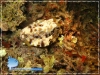 20080529_AM_0038_CowFish_600.jpg 20080529_AM_0038_CowFish_600.jpg