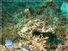 20080917_AM_Crocodile_Fish_600.jpg