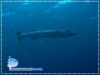 20080918_AMuljadi_Kofiau_0067_Barracuda_600.jpg