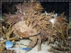 20080924_AMuljadi_0060_Dromeid_Crab_600.jpg