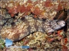 20081029_Kofiau_0023_Gymnothorax_600.jpg
