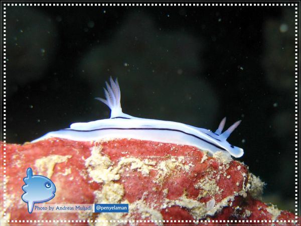 Kepulauan Wakatobi KAFE PENYELAMAN Kepulauan Wakatobi KAFE PENYELAMAN