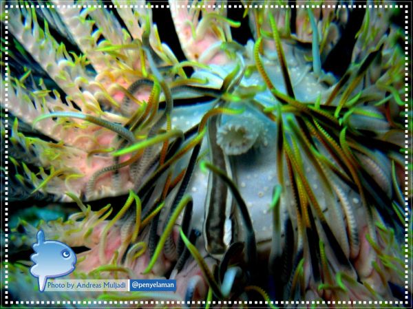 Kepulauan Wakatobi KAFE PENYELAMAN Kepulauan Wakatobi KAFE PENYELAMAN