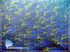 Yellow Fin Fusillier