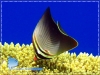 Chaetodon baronesa