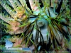 Discotreama crinophila