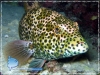 Square-tail Coral Grouper