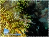 Ghost Pipe Fish Ghost Pipe Fish