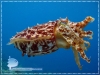 The Cuttlefish The Cuttlefish