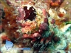 Unknown Pygmy Sea-cucumber Unknown Pygmy Sea-cucumber