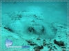 Porcupine Stingray Porcupine Stingray