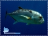 Caranx ignobilis Caranx ignobilis