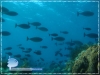 Unicornfish Unicornfish