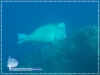 Bolbometopon muricatum Bolbometopon muricatum
