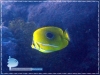 Chaetodon bennetti
