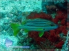 Lutjanus carponotatus