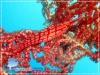Long-nose hawkfish Long-nose hawkfish