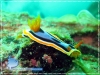 Anna's Chromodoris Anna's Chromodoris