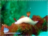 Hypselodoris bullockii Hypselodoris bullockii