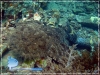 Wobbegong shark