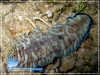 Soleichthys heterorhinos Soleichthys heterorhinos